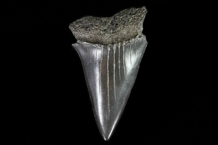 Fossil Mako Shark Tooth - Georgia #75101